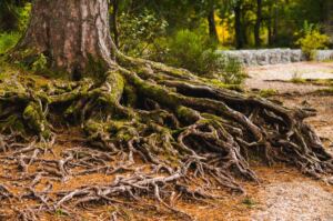 Un árbol con un gran sistema de raíces.
